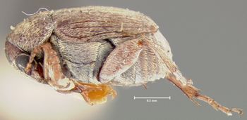 Media type: image; Entomology 25053   Aspect: habitus lateral view